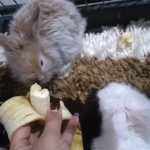 توله خرگوش لوپ و جرسی