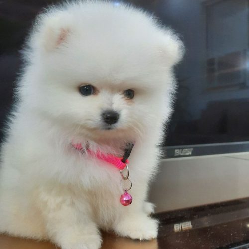 فروش توله پامرانین