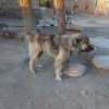 سگ نر و سرابی