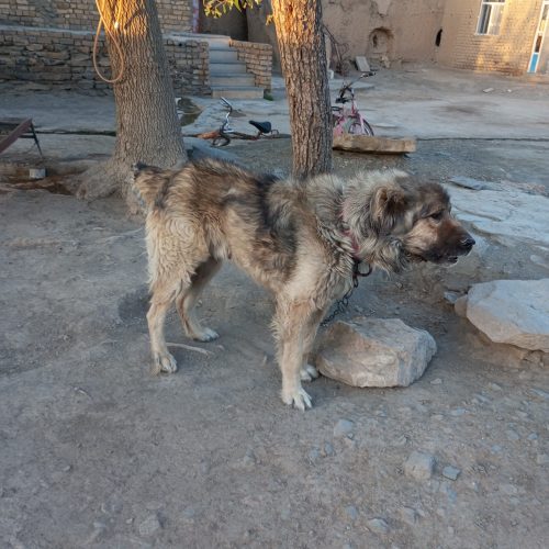 سگ نر و سرابی