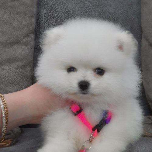 فروش توله پامرانین