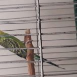 مرغ عشق ماده