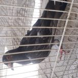 کفتر سالم جلد المانی