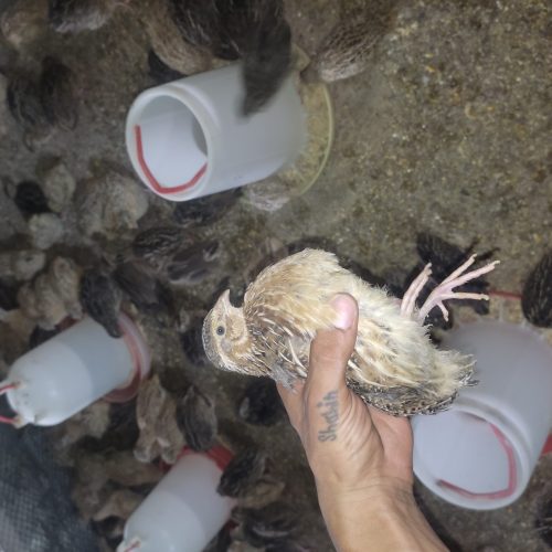 بلدرچین بالغ تخمگذار و گوشتی