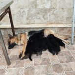 سگ نژاد دار ژرمن