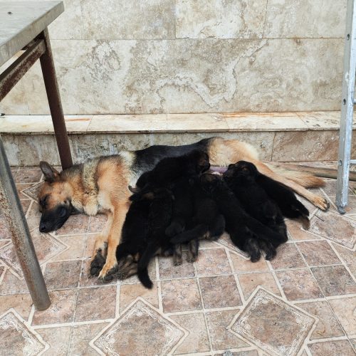 سگ نژاد دار ژرمن