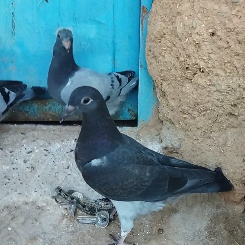 کبوتر مسافتی