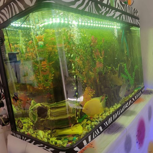 فروش ماهی و اکواریوم