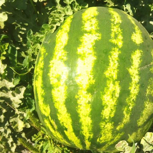 هندوانه پوست نازک شیرین