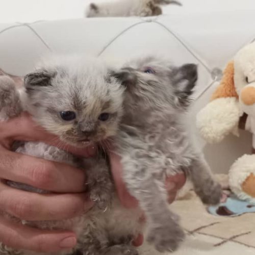 دوتا خواهر و برادر