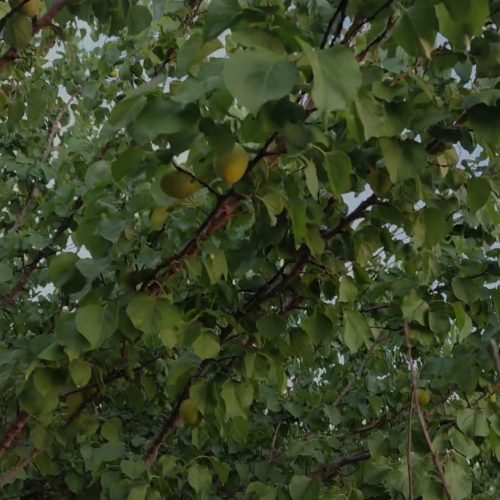 باغچه با درختان میوه