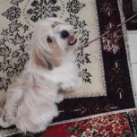 سگ شیتزو ماده