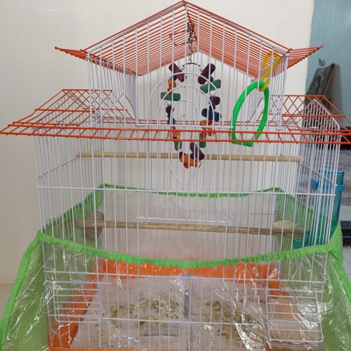 عروس هلندی نر با قفس