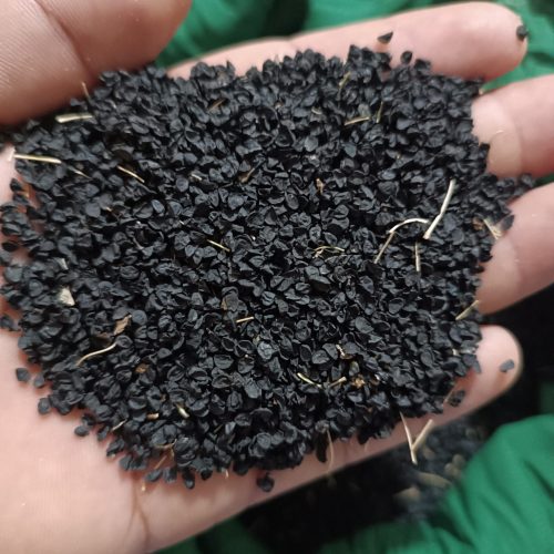 بذر پیاز زرد