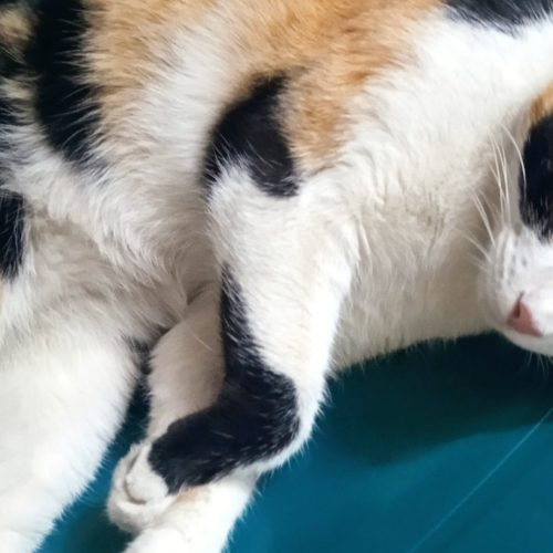 وا گذاری گربه