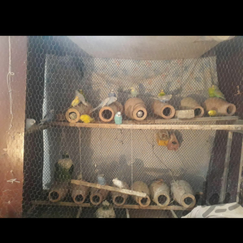 باسلام مرغ عشق اسپانگل بالغ