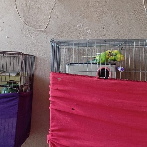 دوجفت مرغ عشق