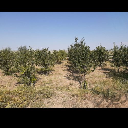 باغی در علیشاه