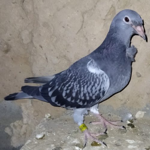 کبوتر مسافتی