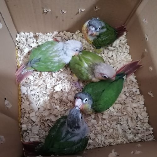 فروش انواع عروس هلندی گرینچیک