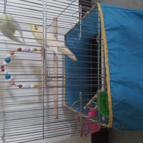 دو عدد عروس هلندی نر