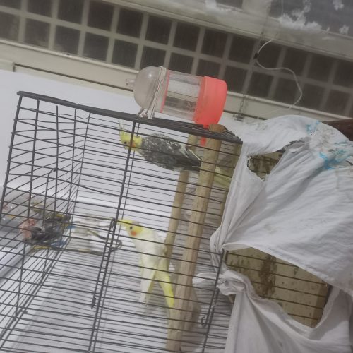 فروش عروس هلندی