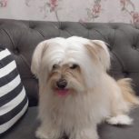 سگ شیتزو تریر