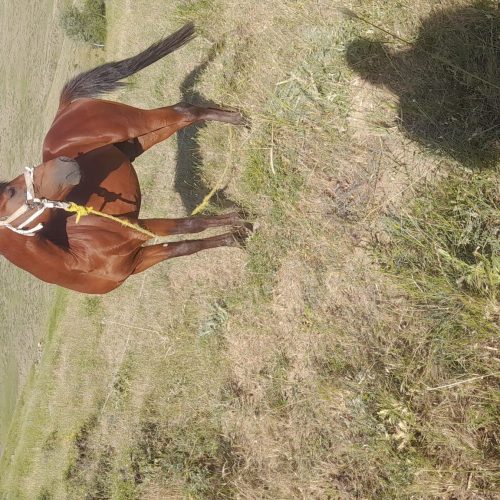 اسب 5 ساله قدرت مند وروش راه رفت یوتمه