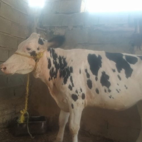 گوساله 1ساله خوب سرحال