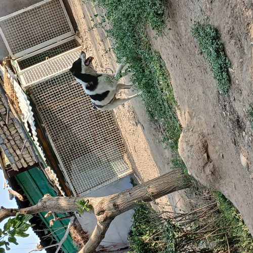 دوعدد سگ نژاد دار افغان