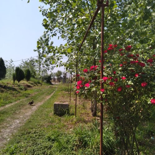 فروش، یک باب خانه ویلایی 13/300متر زمین سندار