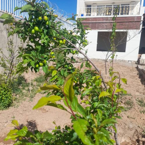 باغ و ویلا در صوفیان