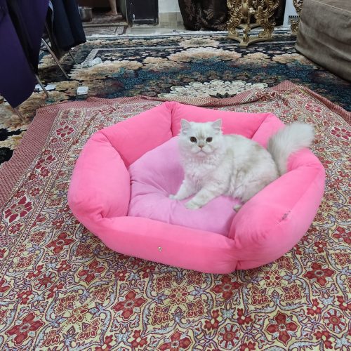 گربه زیبای پرزین