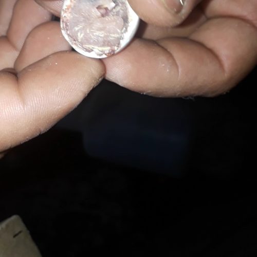 عروس هلندی  سه تا