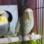 عروس هلندی ماده کار داده دستی