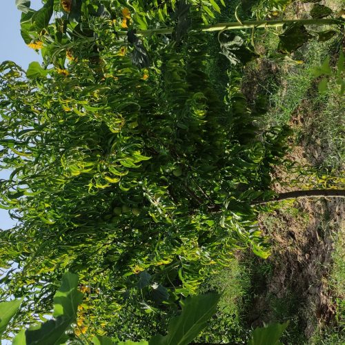 باغچه سرسبز اندرخ