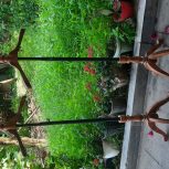 رگال و چراغ ویترین