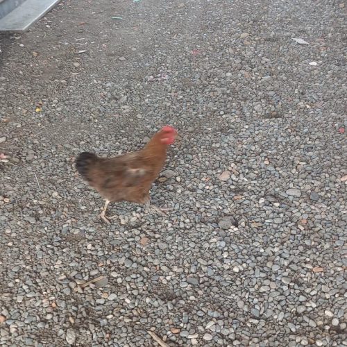 دو عدد مرغ ماده