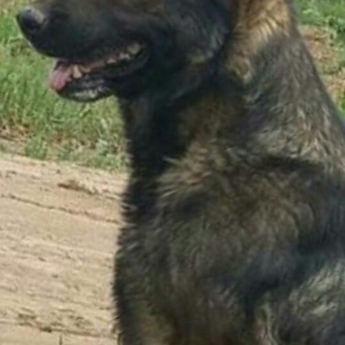 توله درجه یک وآدمگیربه شرط.