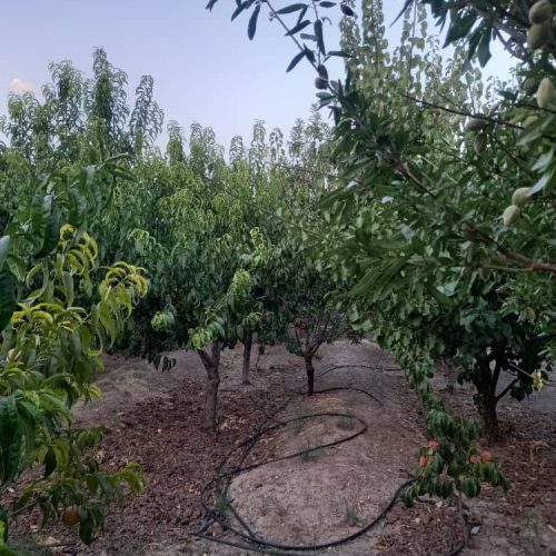 فروش باغ