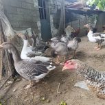 فروش غاز دورگه