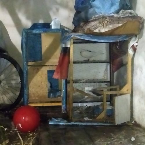 کبوتر همراه با قفسه