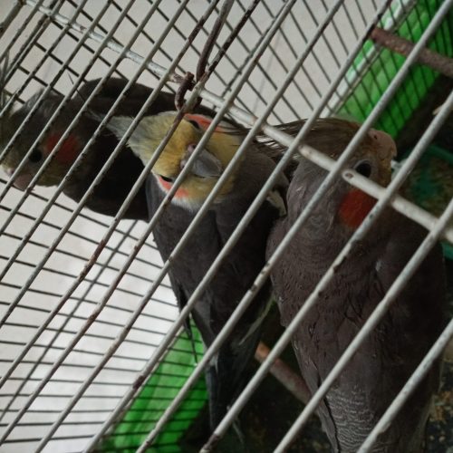 چهار عدد عروس