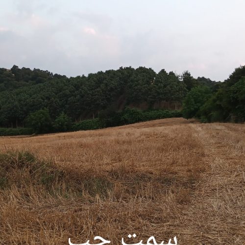 زمین