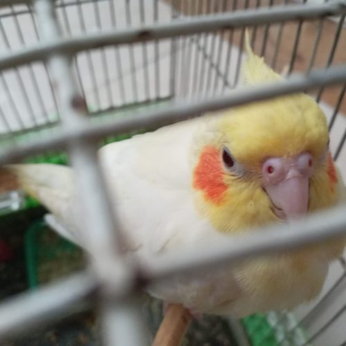 چهار عدد عروس