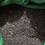 بذر پیاز زرد