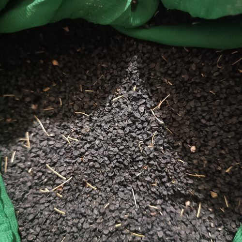 بذر پیاز زرد