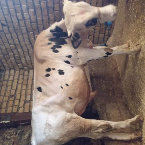 گوساله سیمیتال