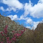 باغ انار و گردو و سیب.