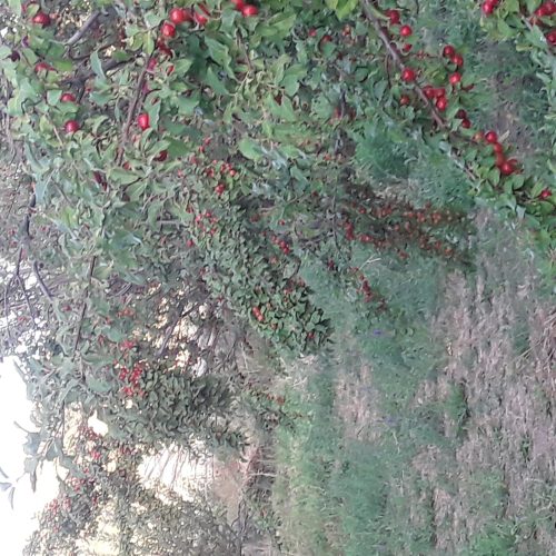 باغ جاده ی هشترود مراغه